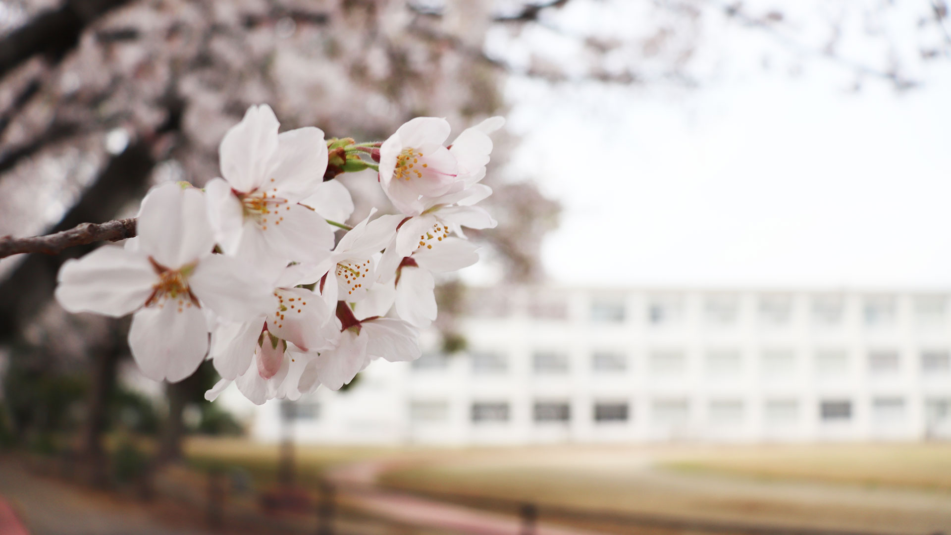 三重県立四日市商業高等学校